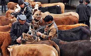 移動(dòng)奶站跟著(zhù)牧民跑 企業(yè)牧民雙贏(yíng)發(fā)展